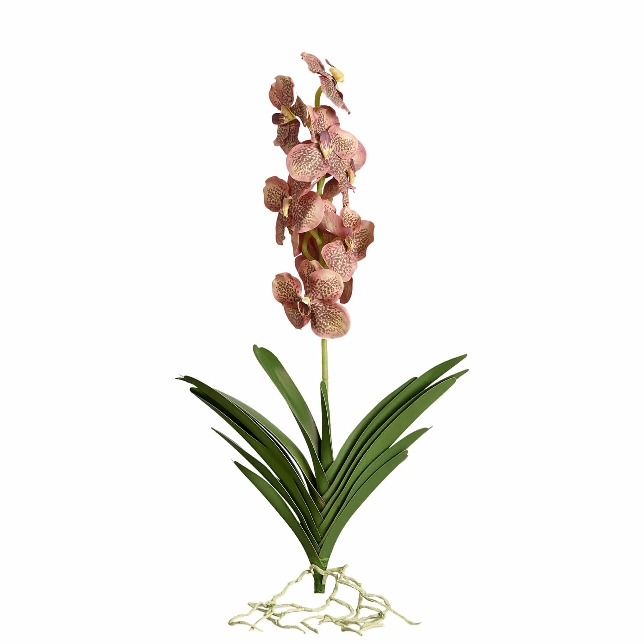 Vanda with Leaves