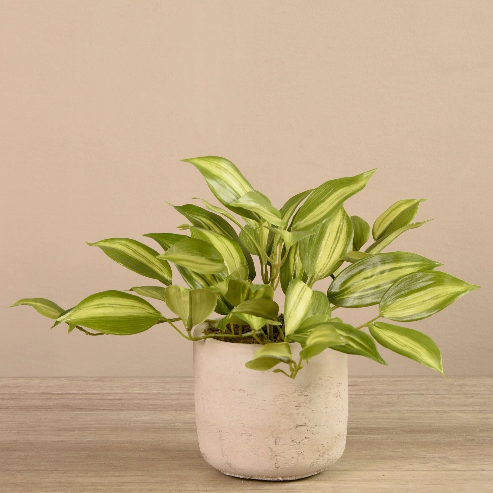 Vanilla Leaf in Cement Pot - Image 2