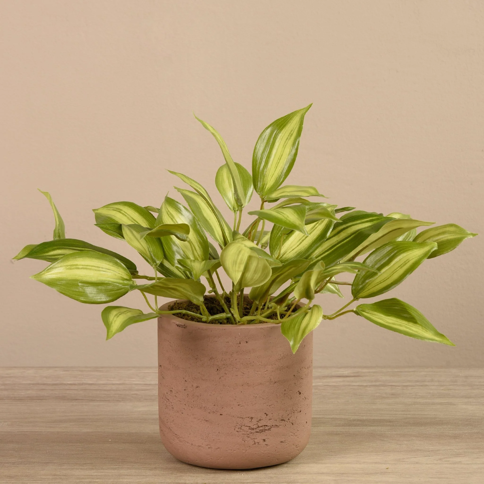 Vanilla Leaf in Cement Pot - Image 3
