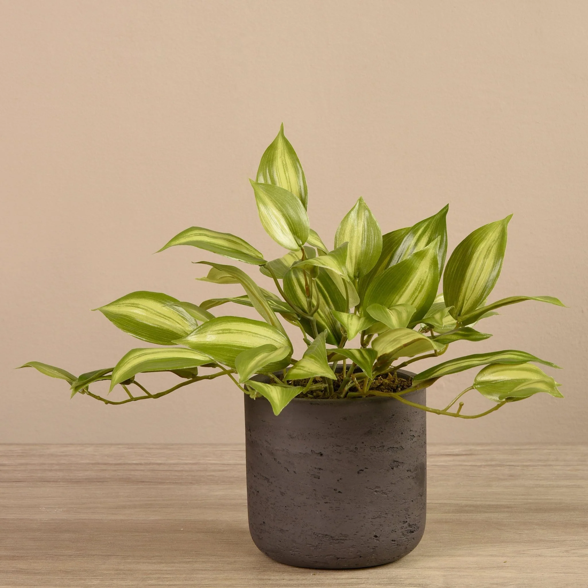 Vanilla Leaf in Cement Pot - Image 4