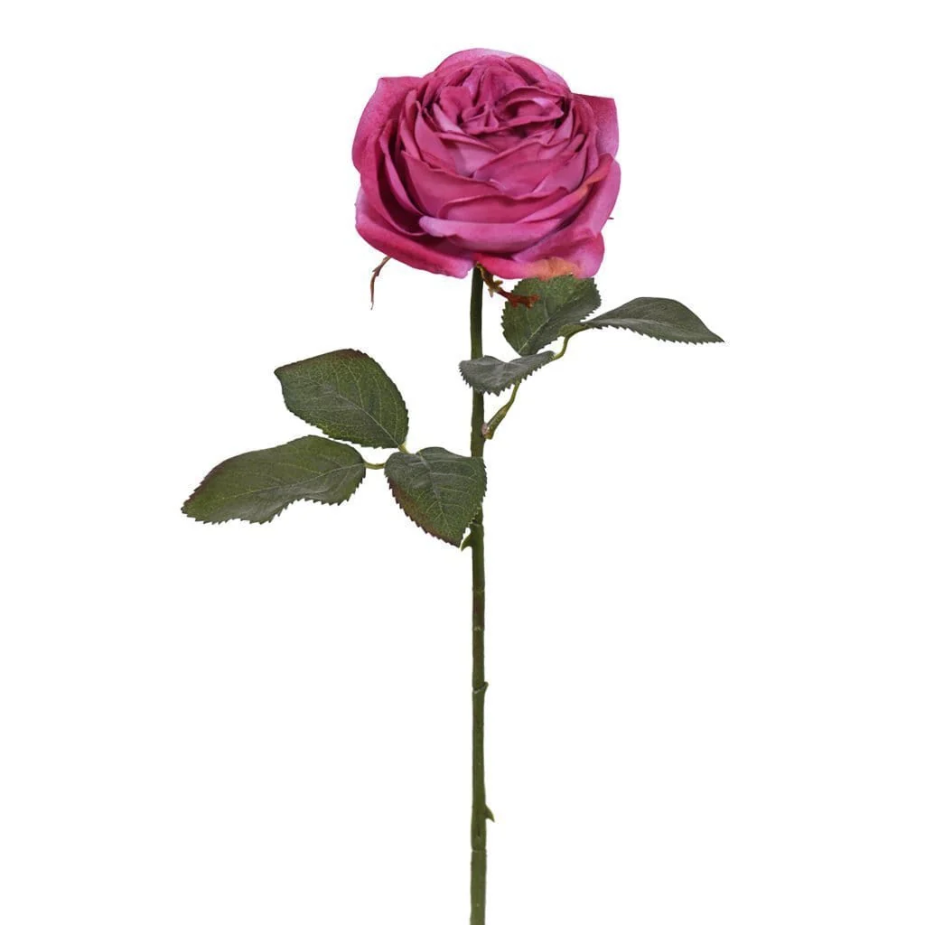 Velvet Rose - Image 4