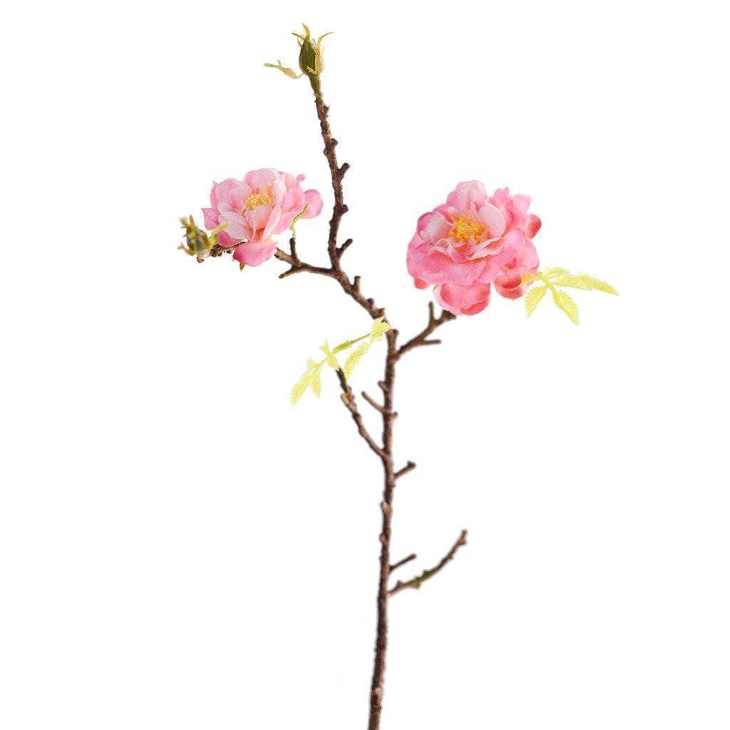 Wild Rose - Image 2