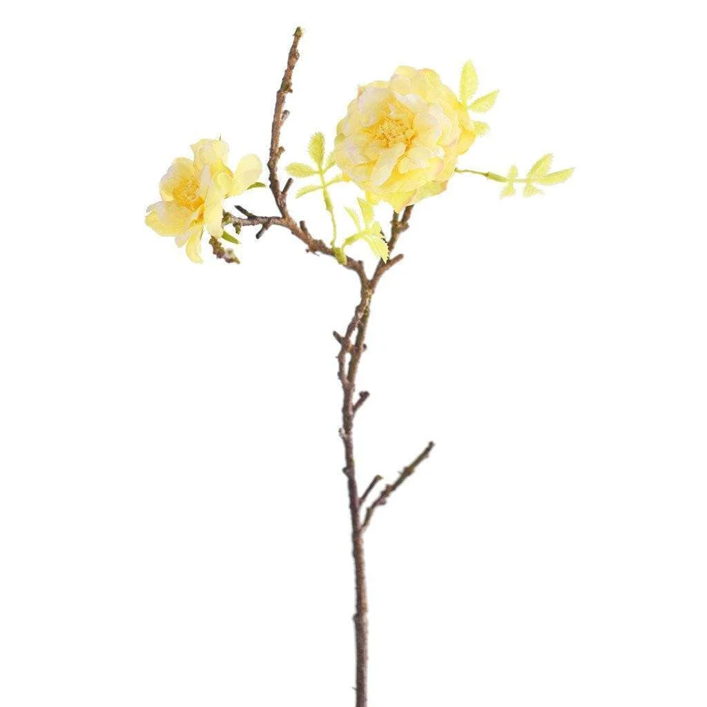 Wild Rose - Image 4