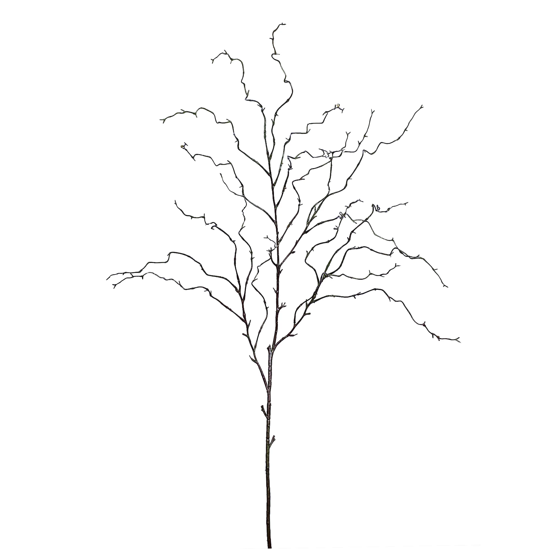 Willow Spray